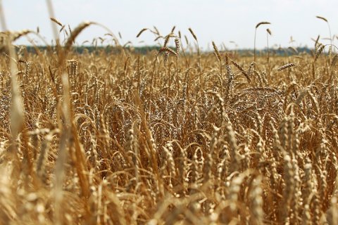 Кому достанется прибыль от зернового экспорта? – эксперты «Красной линии» 