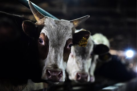 В Россельхознадзоре готовятся запретить белорусскую говядину 