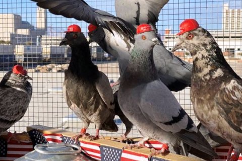 Семь стран выдвинули Трампа на Нобелевскую премию мира