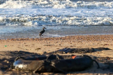 Роспотребнадзор назвал прибрежную зону Анапы непригодной для купания из-за кораблекрушения двух танкеров в декабре