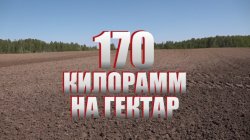 Специальный репортаж «170 килограмм на гектар»