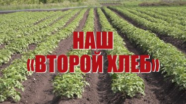 Специальный репортаж «Наш «второй хлеб»