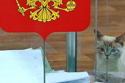 «Кот пришел проголосовать». В Санкт-Петербурге провластным наблюдателям на голосовании приказано 7 раз в день сообщать, что на участках «все спокойно»