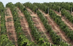 В Дагестане в ходе инвентаризации выявили 1,79 млн несуществующих кустов винограда 