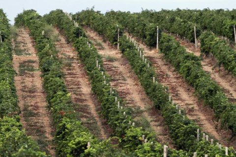 В Дагестане в ходе инвентаризации выявили 1,79 млн несуществующих кустов винограда 