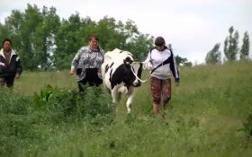 Семья из Липецкой области получила в подарок корову