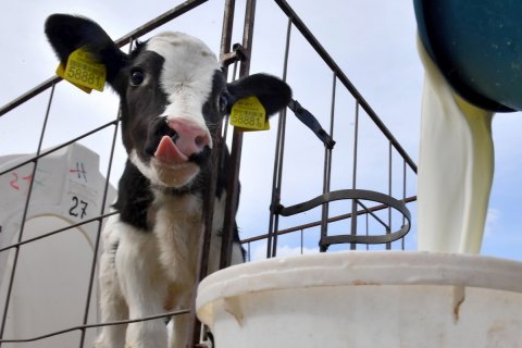 Россия ограничила импорт белорусского молока. Белоруссия обвинила РФ в неадекватности и протекционизме