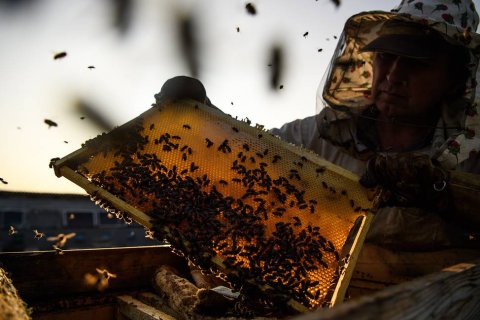 Ассоциация пчеловодов оценила ущерб от гибели пчел в триллион рублей