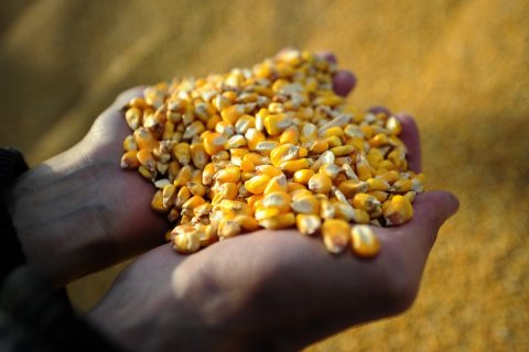 Турция ввела огромные пошлины для российской пшеницы и кукурузы
