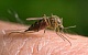 Роспотребнадзор объявил войну комарам