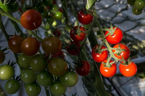 Ткачев не исключил возобновления поставок томатов из Турции