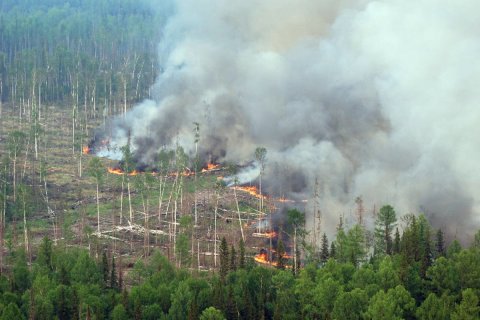 Площадь лесных пожаров в России выросла на 80%