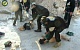 Иносми: США перехватили переговоры сирийских военных о подготовке химатаки