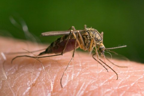 Роспотребнадзор объявил войну комарам